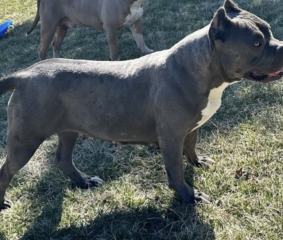 Dog Featured Image
