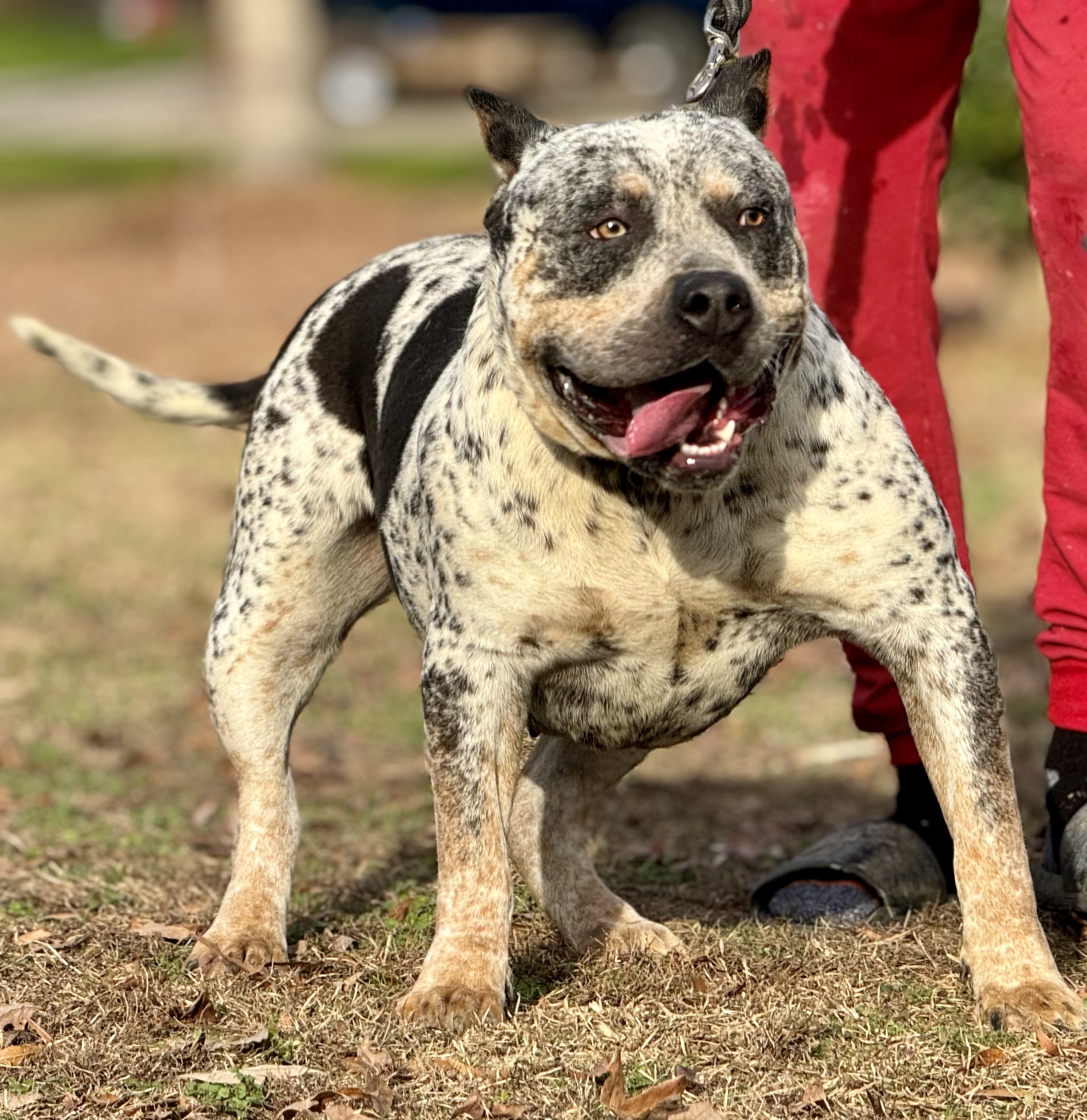 Dog Featured Image