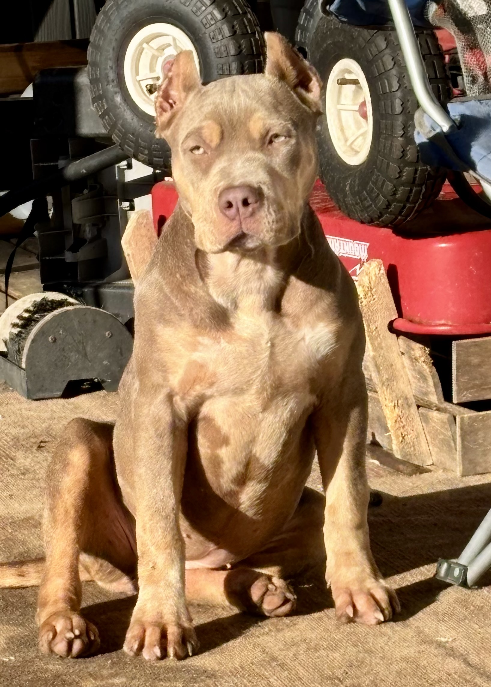 Dog Featured Image