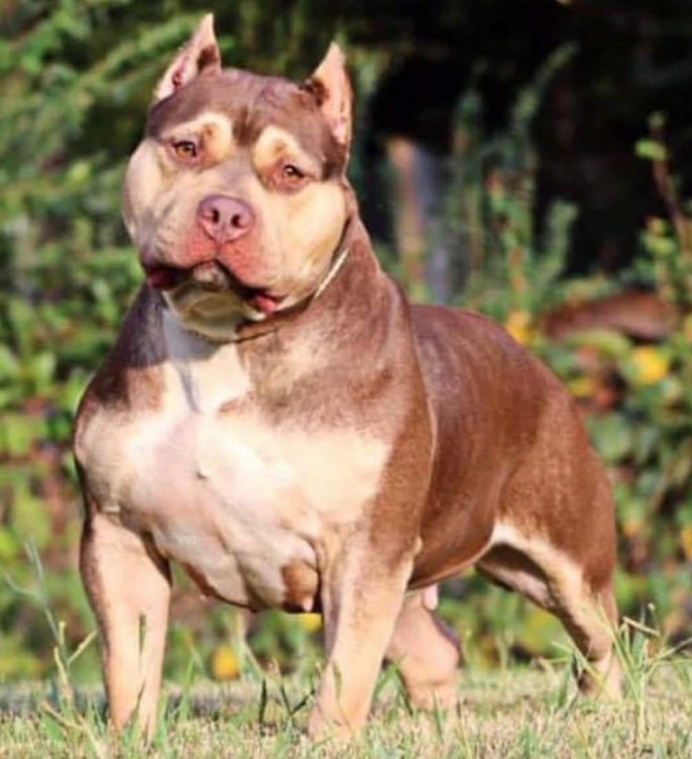 Dog Featured Image
