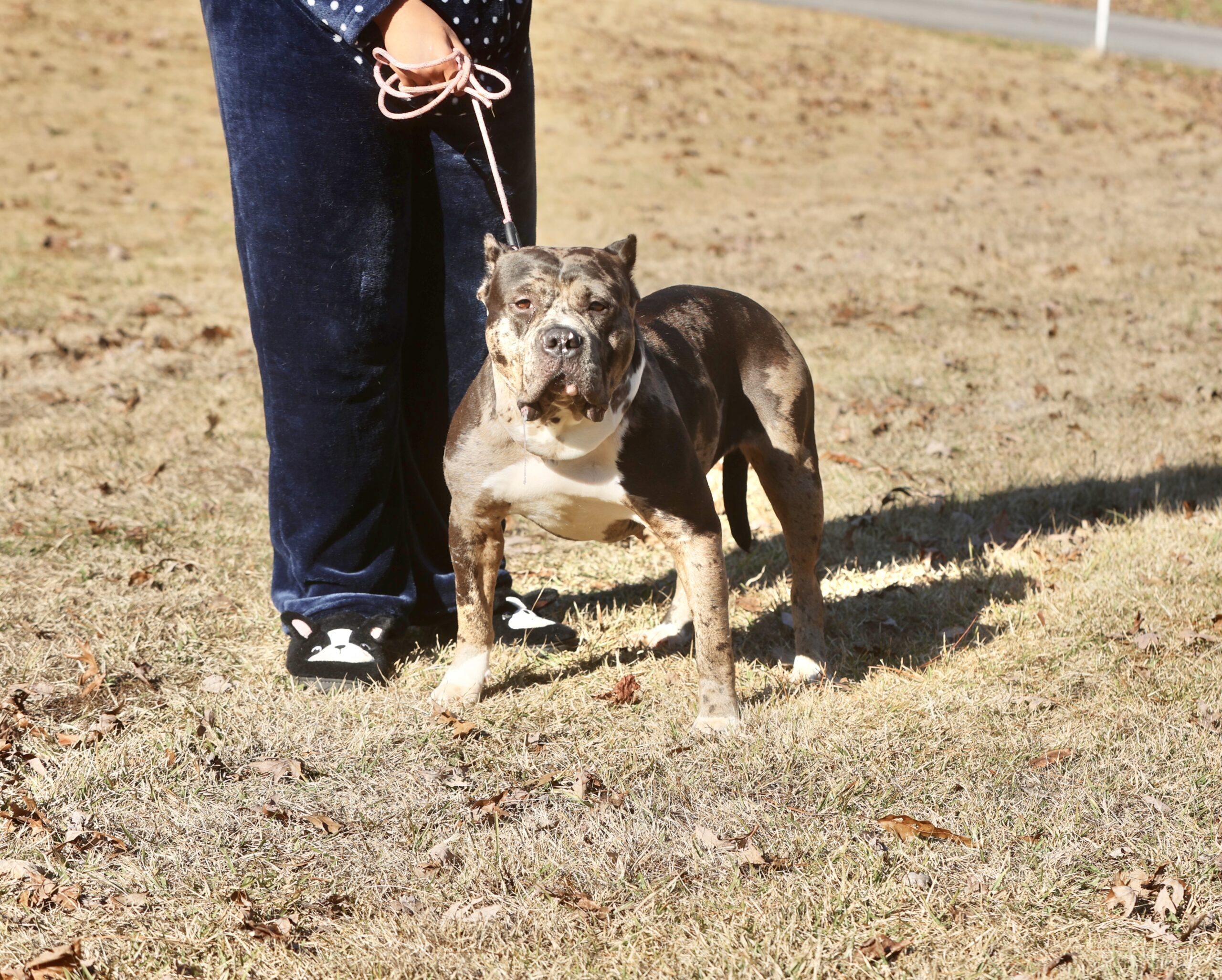 Dog Featured Image