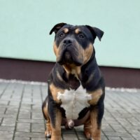 Dog Featured Image