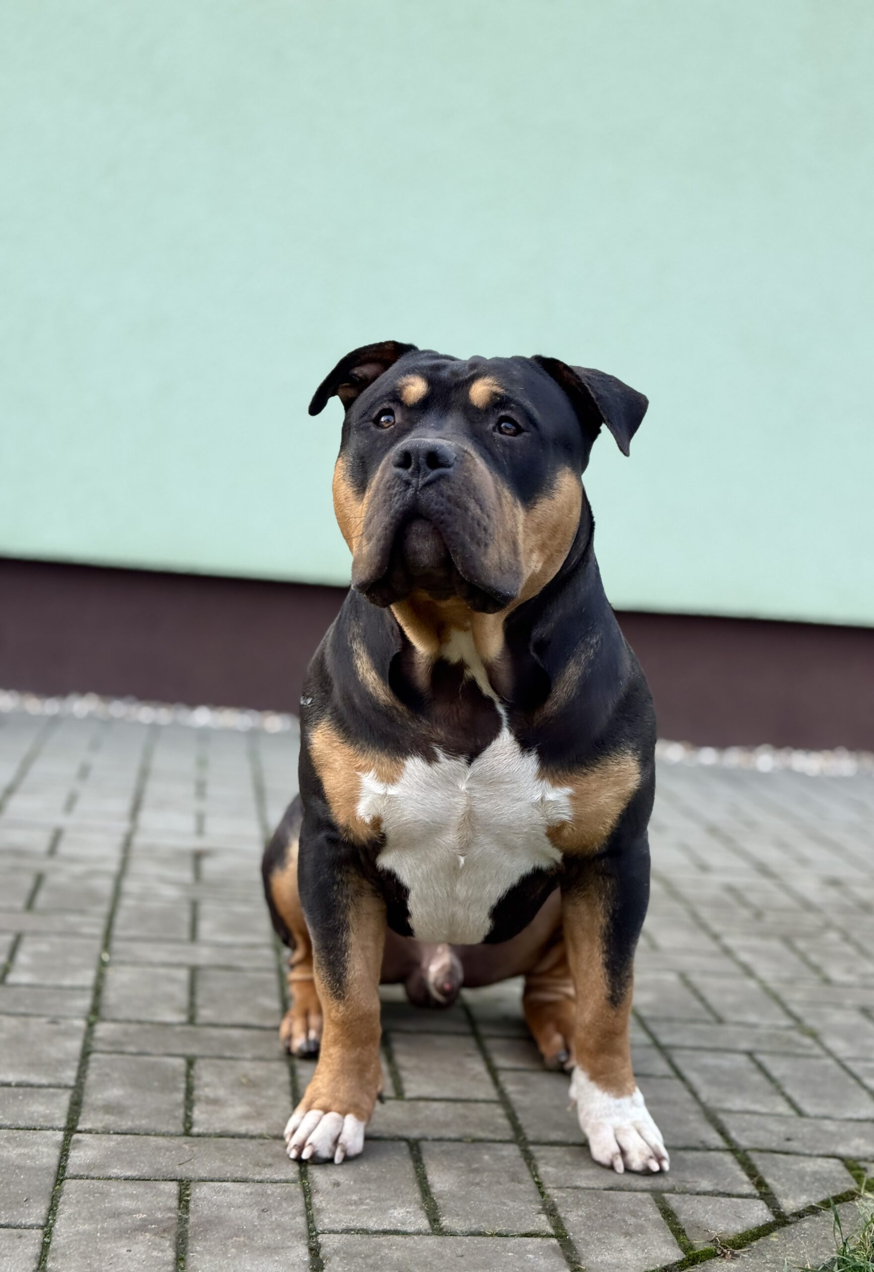 Dog Featured Image