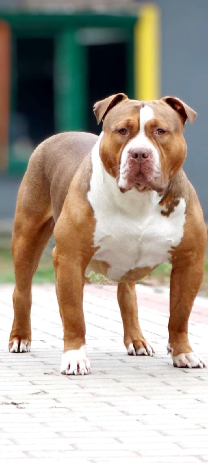 Dog Featured Image