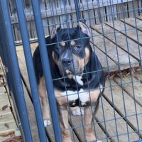 Dog Featured Image