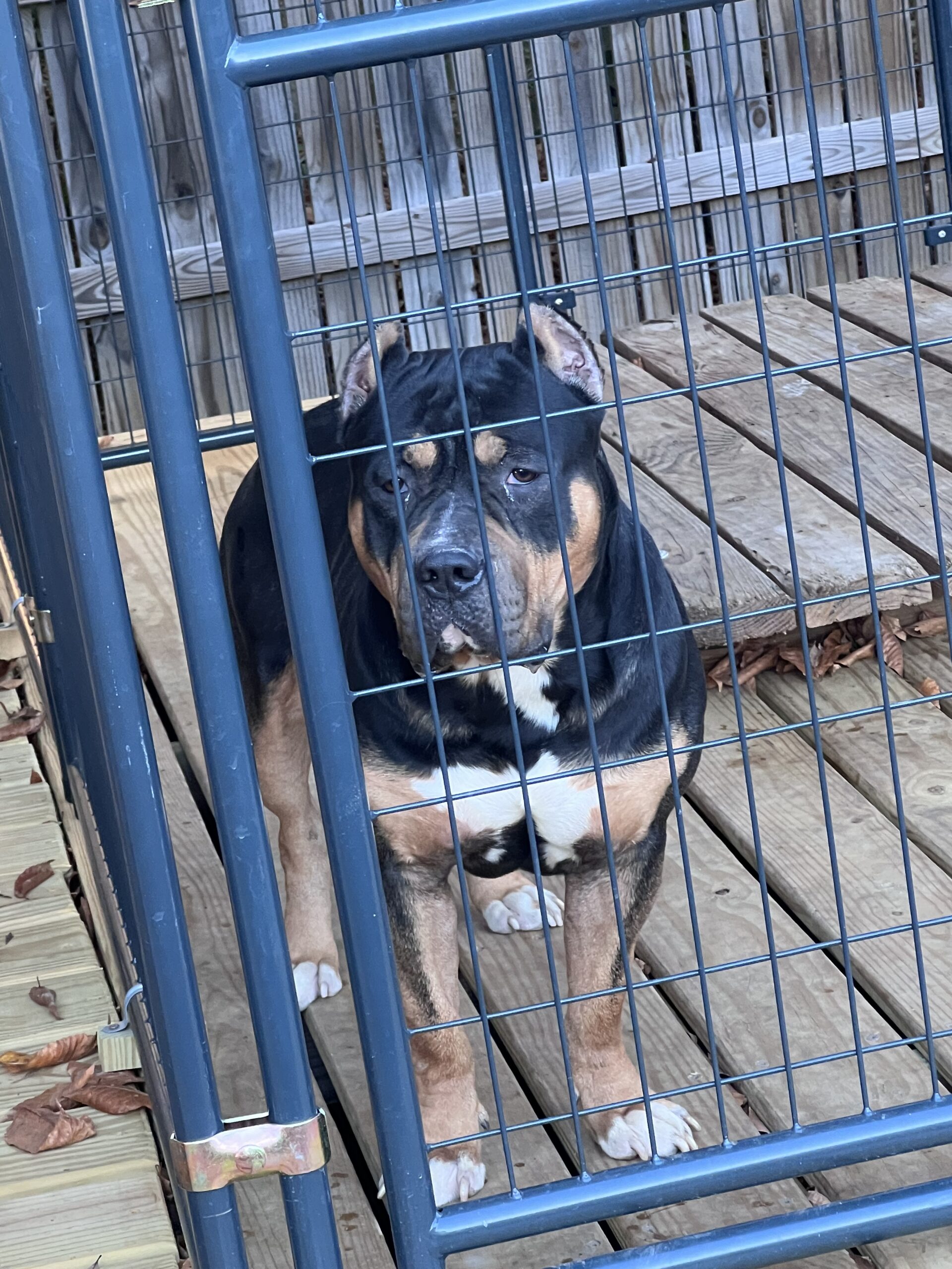 Dog Featured Image