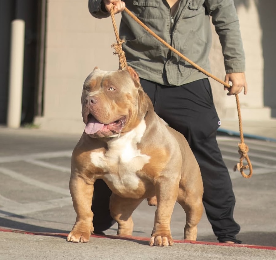 Dog Featured Image