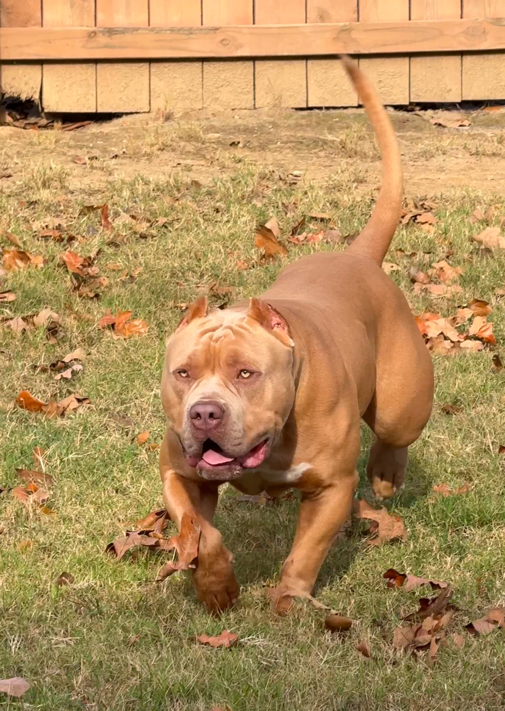 Dog Featured Image