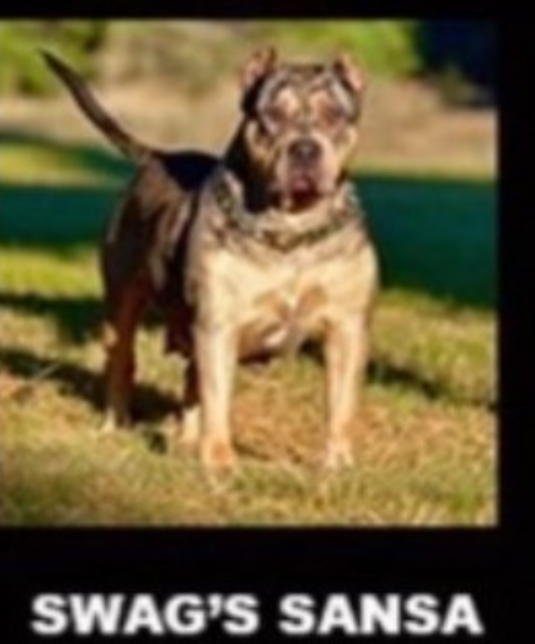 Dog Featured Image