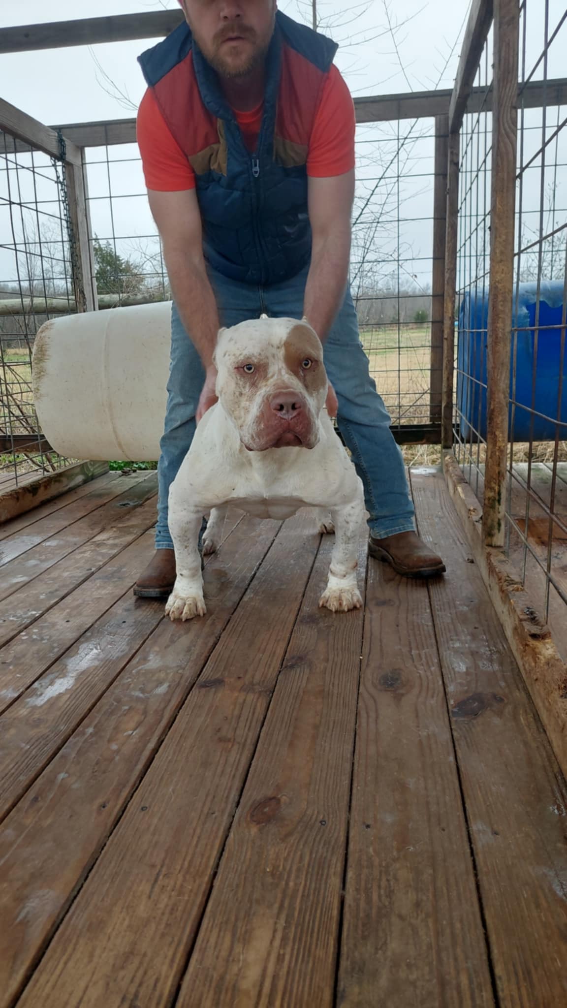 Dog Featured Image