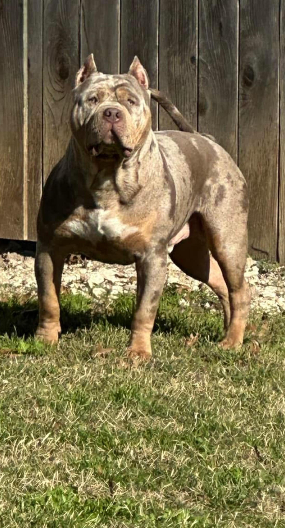 Dog Featured Image