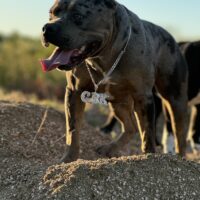 Dog Featured Image