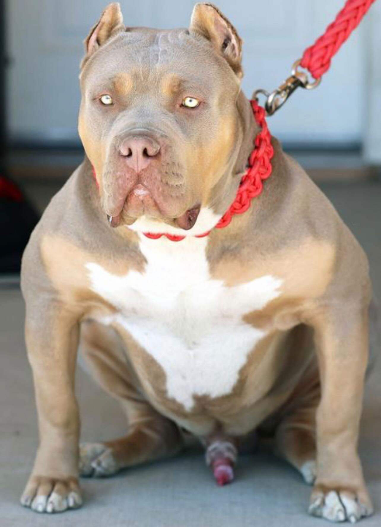 Dog Featured Image