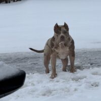 Dog Featured Image