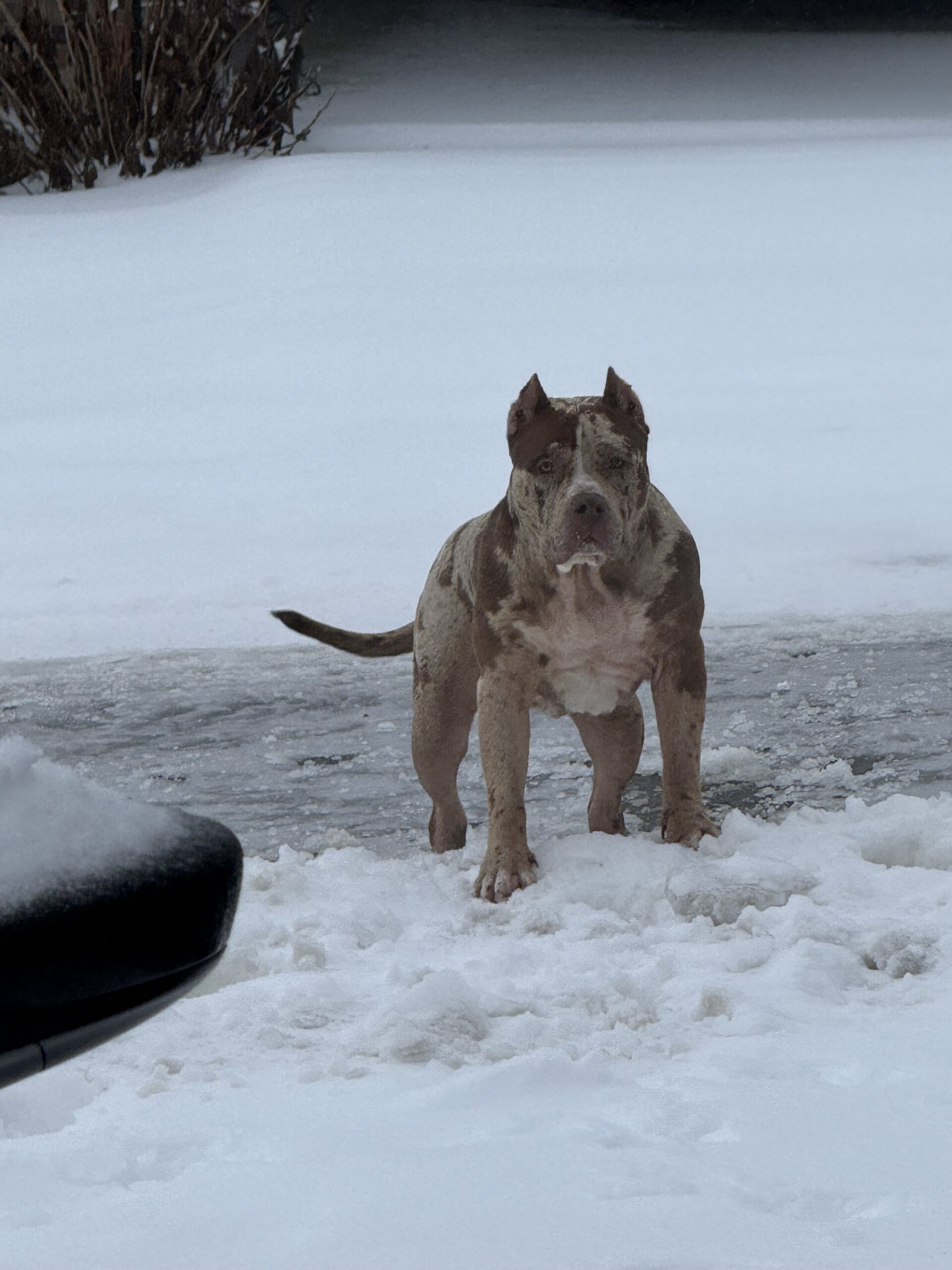 Dog Featured Image