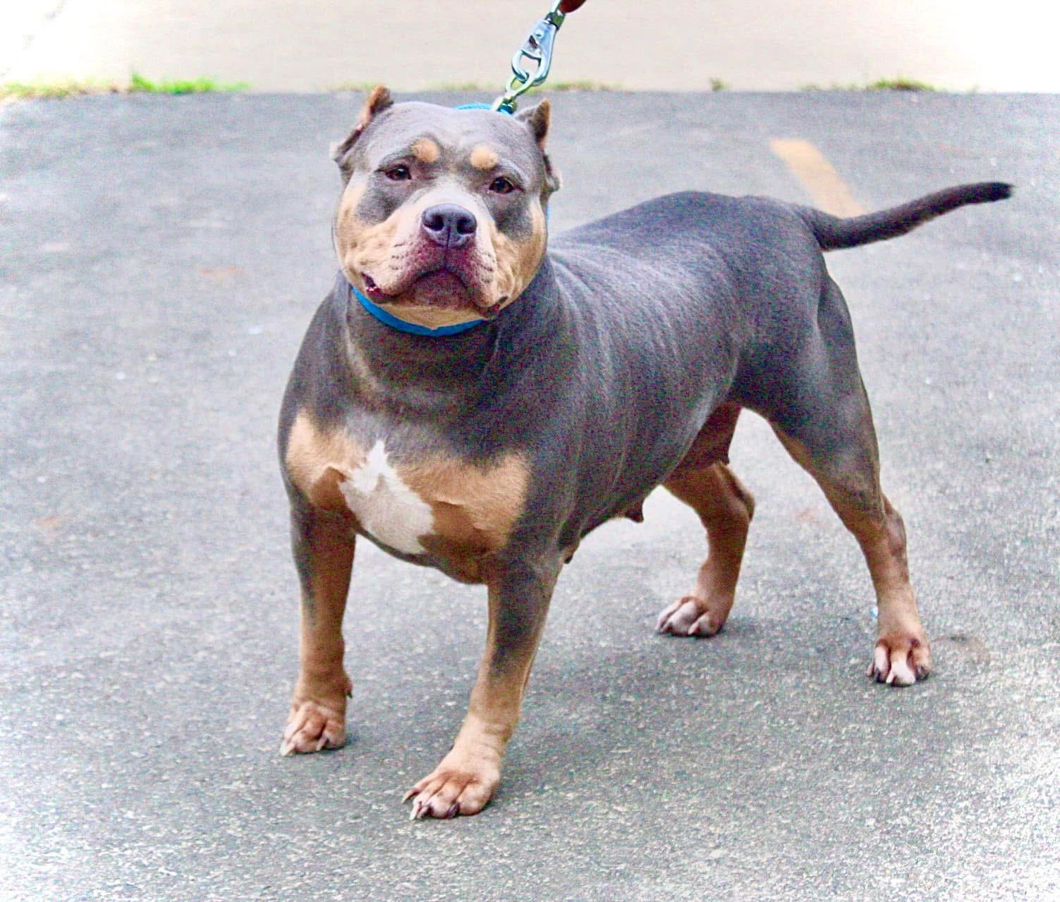 Dog Featured Image