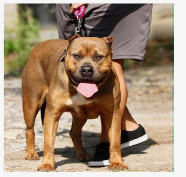 Dog Featured Image