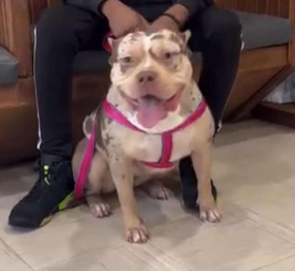 Dog Featured Image