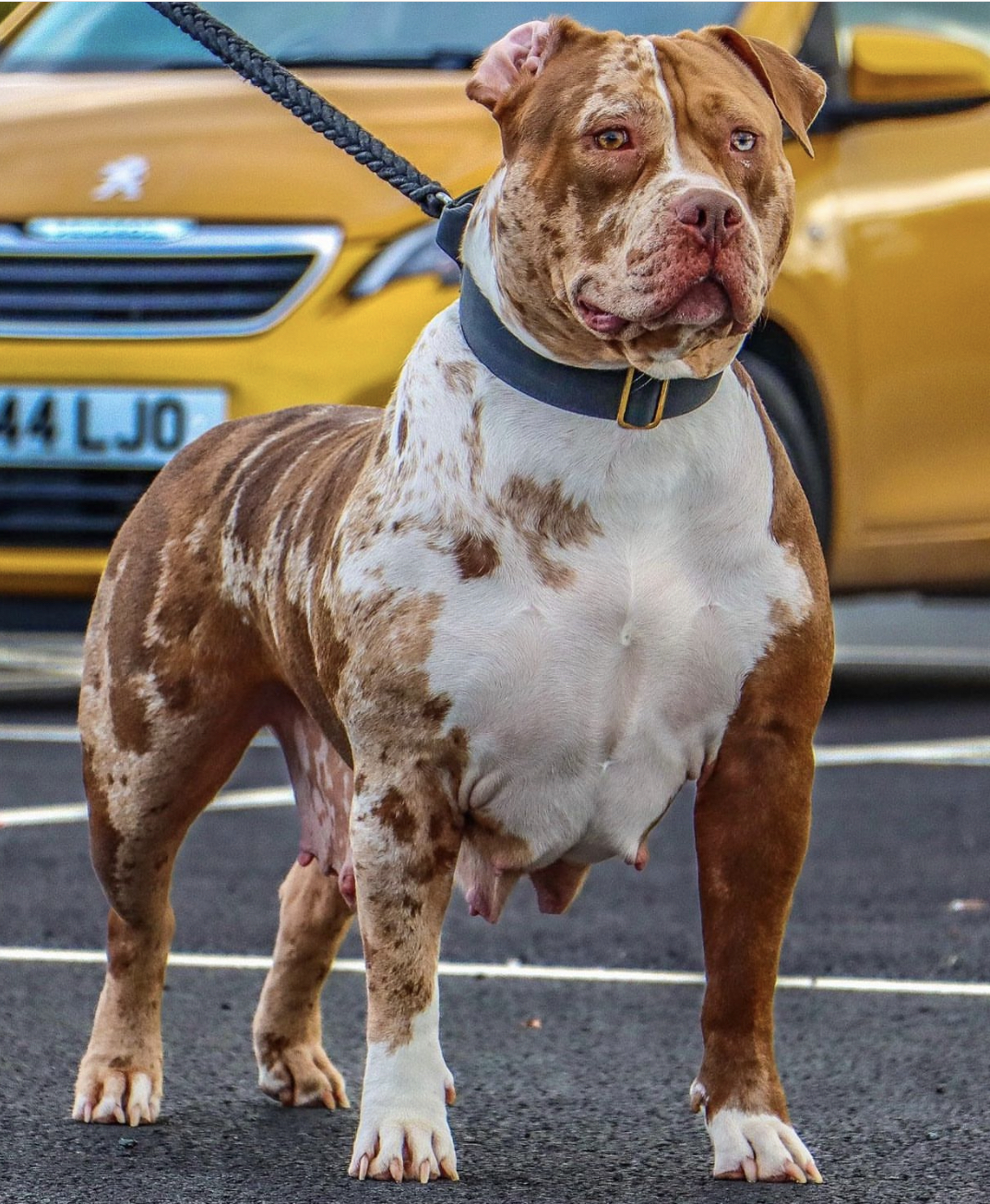 Dog Featured Image