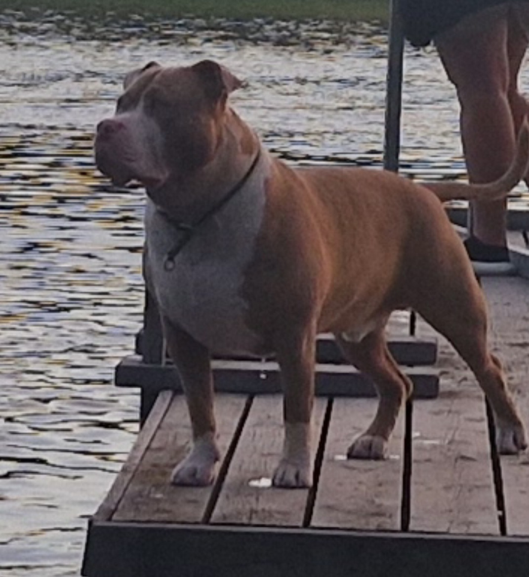 Dog Featured Image