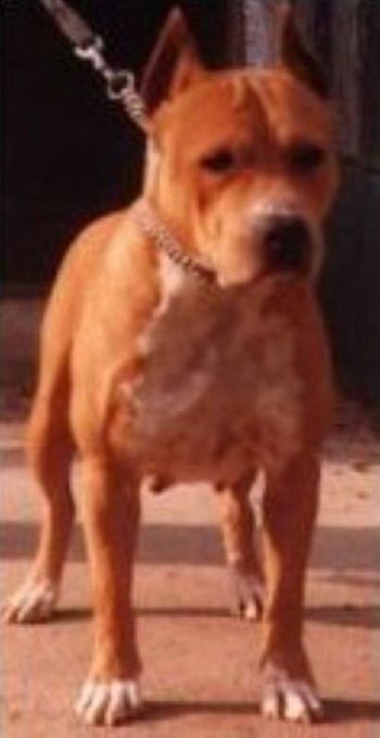 Dog Featured Image