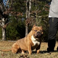 Dog Featured Image
