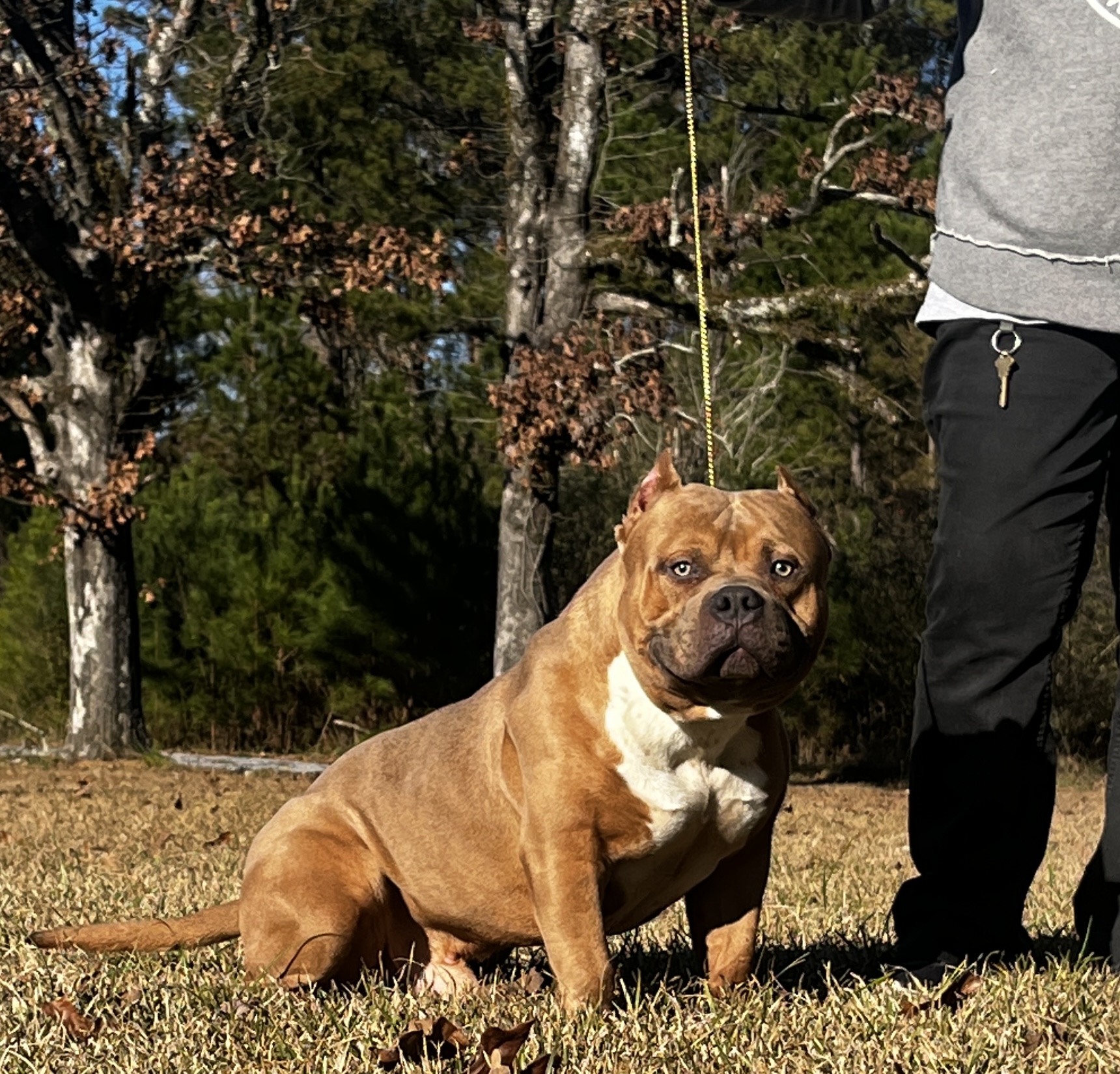 Dog Featured Image