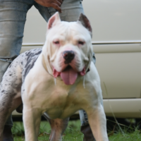 Dog Featured Image