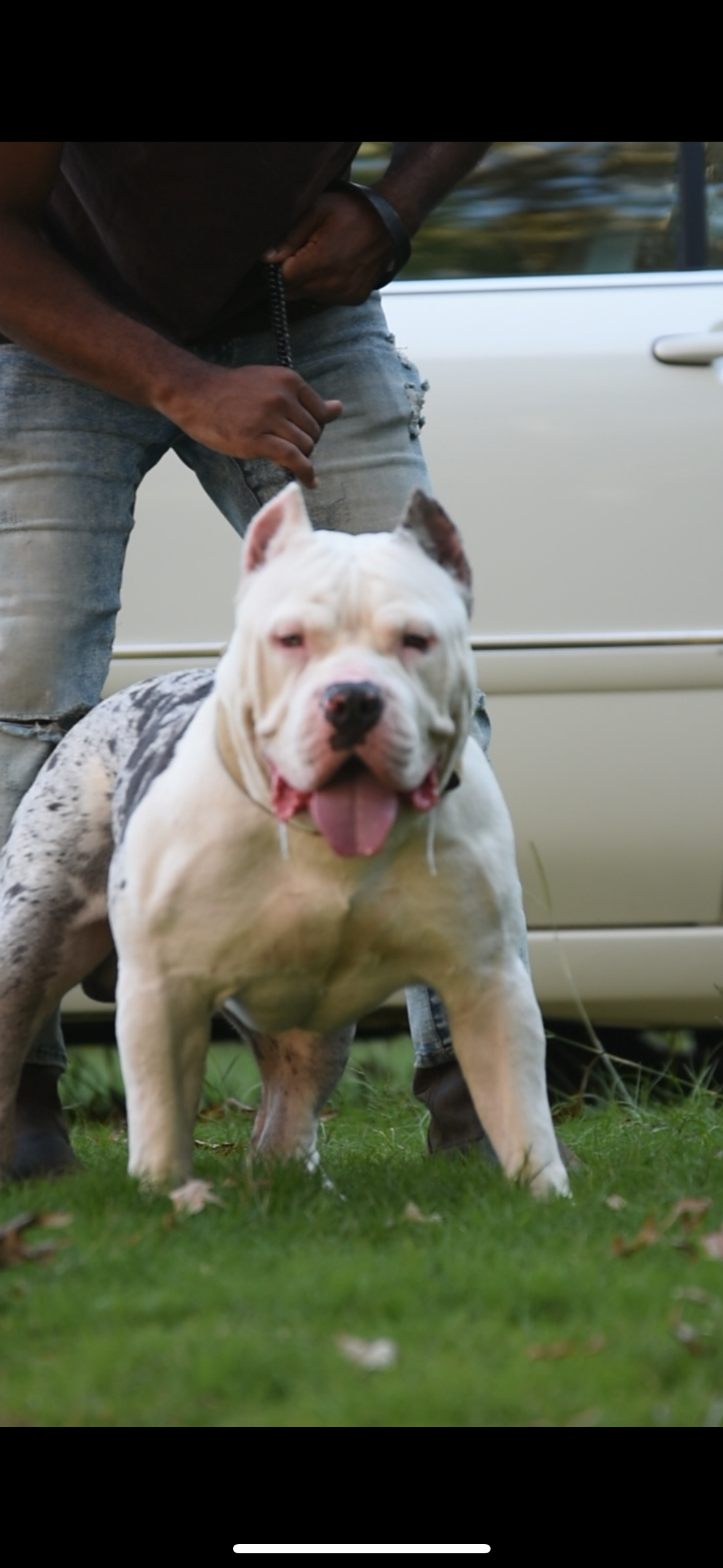 Dog Featured Image