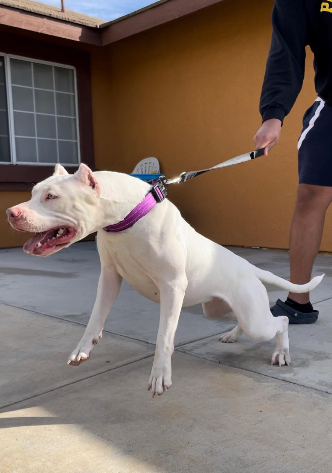 Dog Featured Image