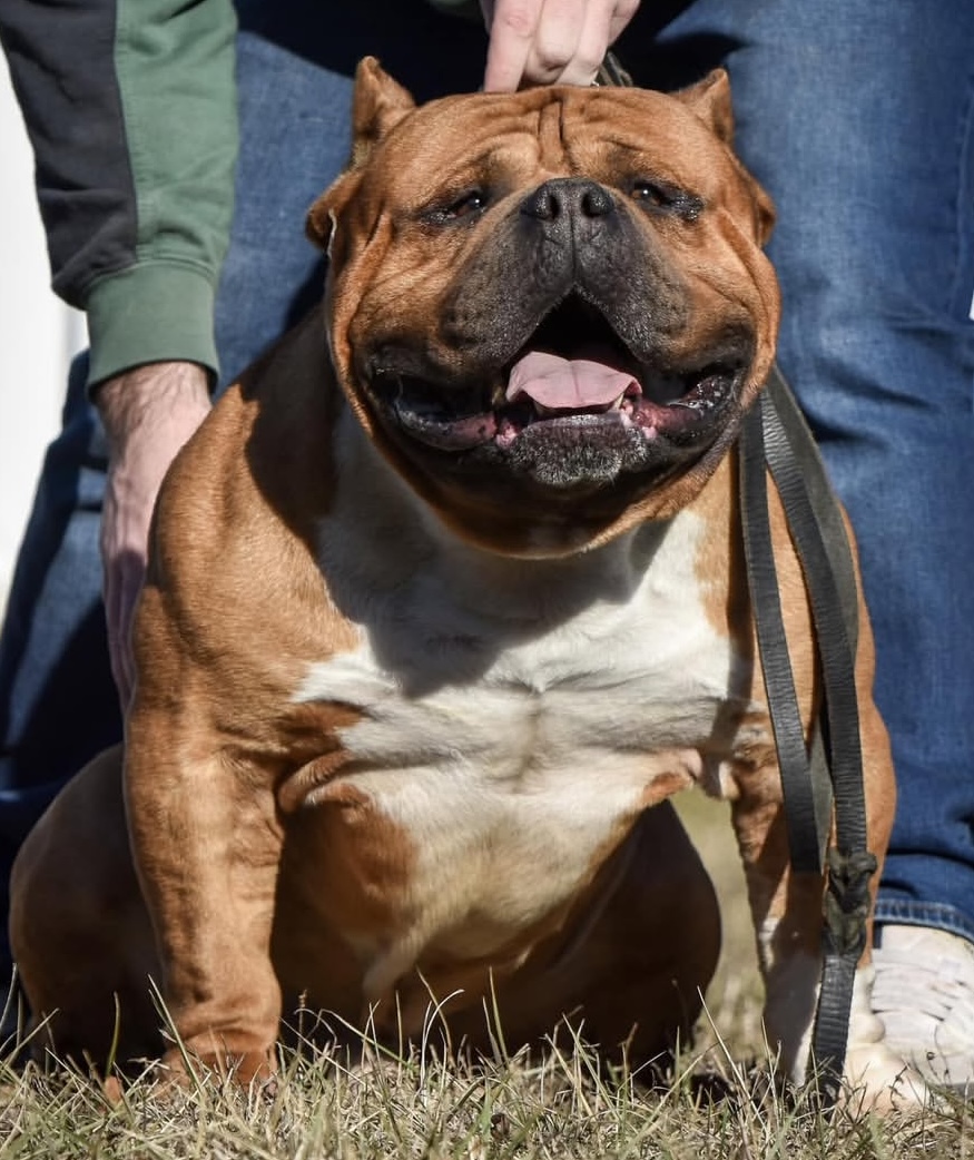 TigerDog ピッドブル BHB'S ZEUS - Pitpedia