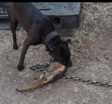Dog Featured Image