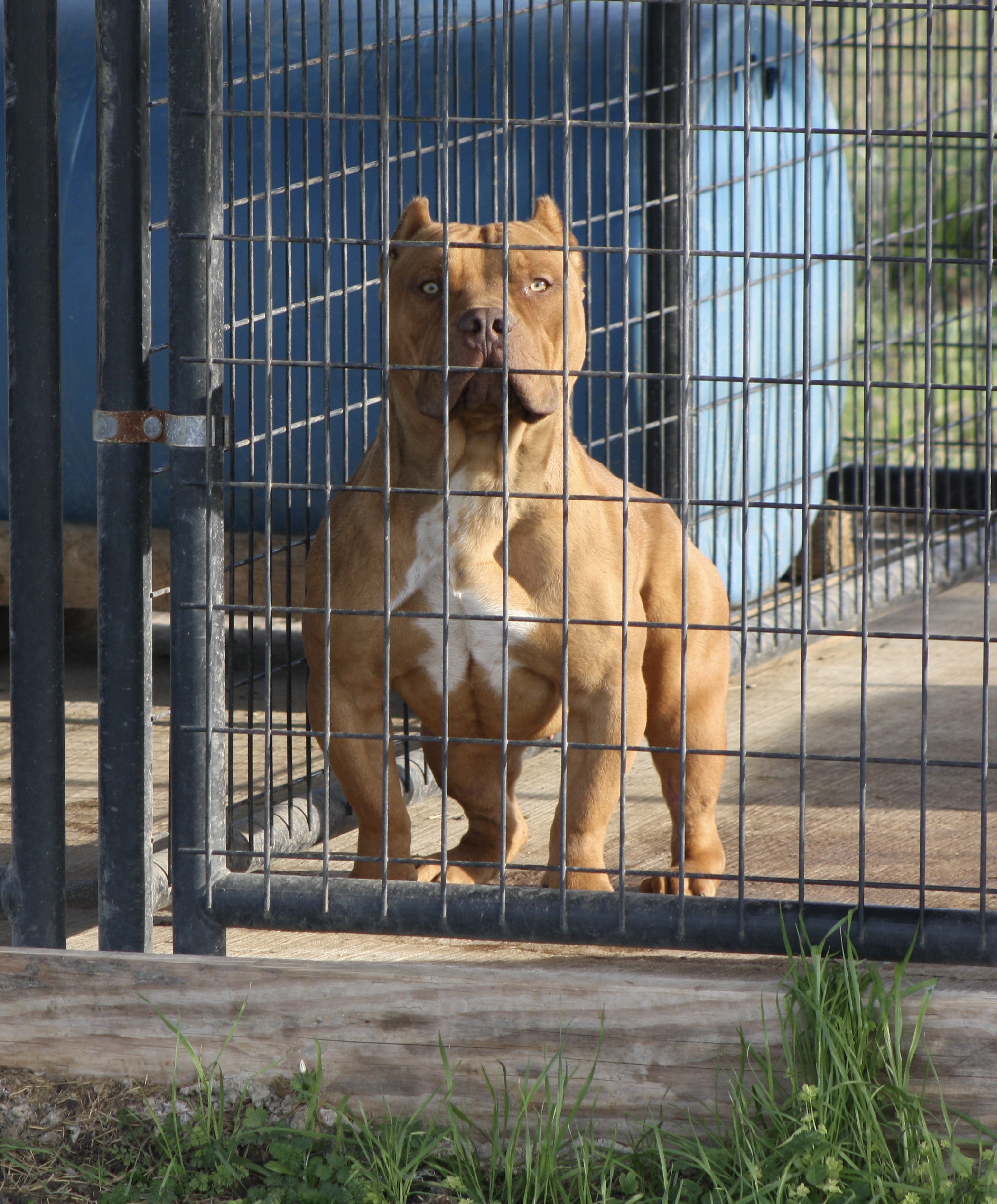 Dog Featured Image