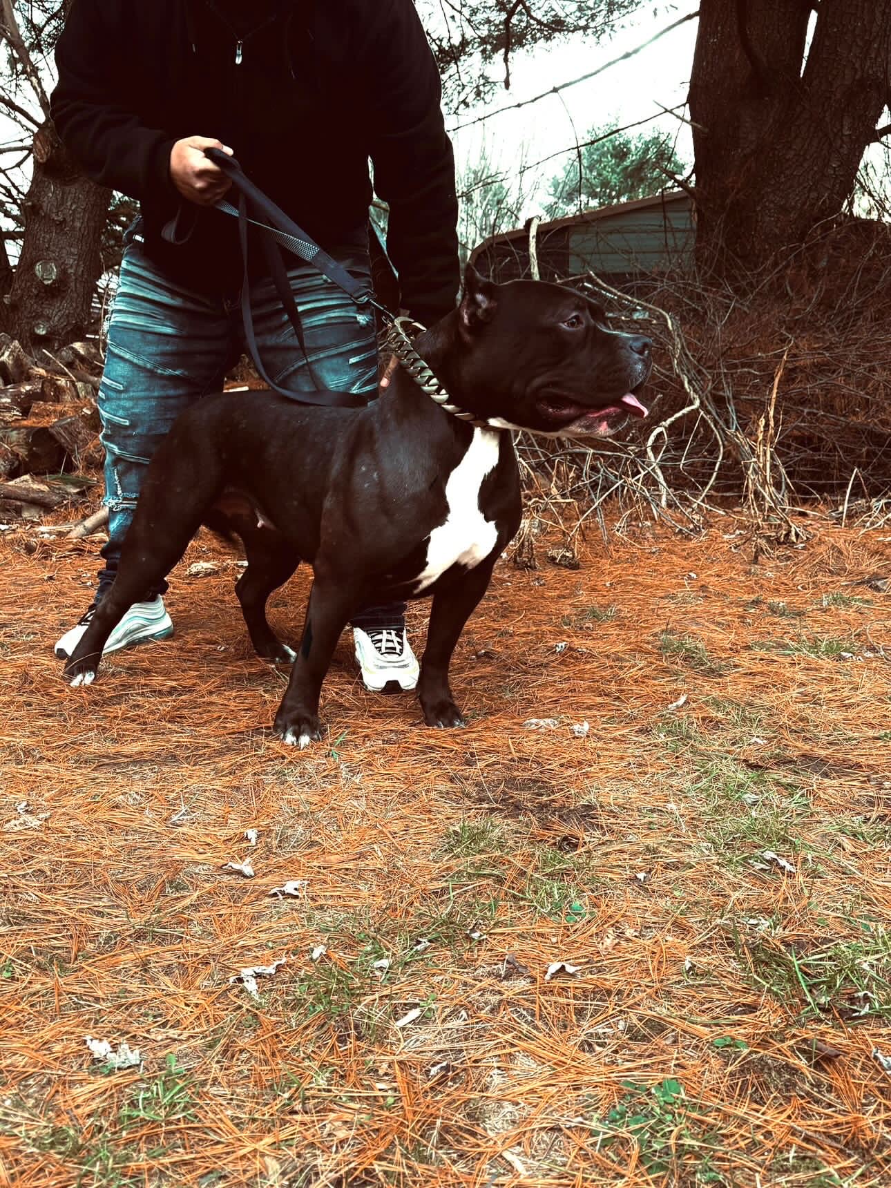 Dog Featured Image