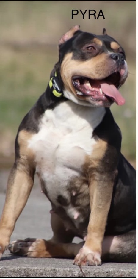 Dog Featured Image