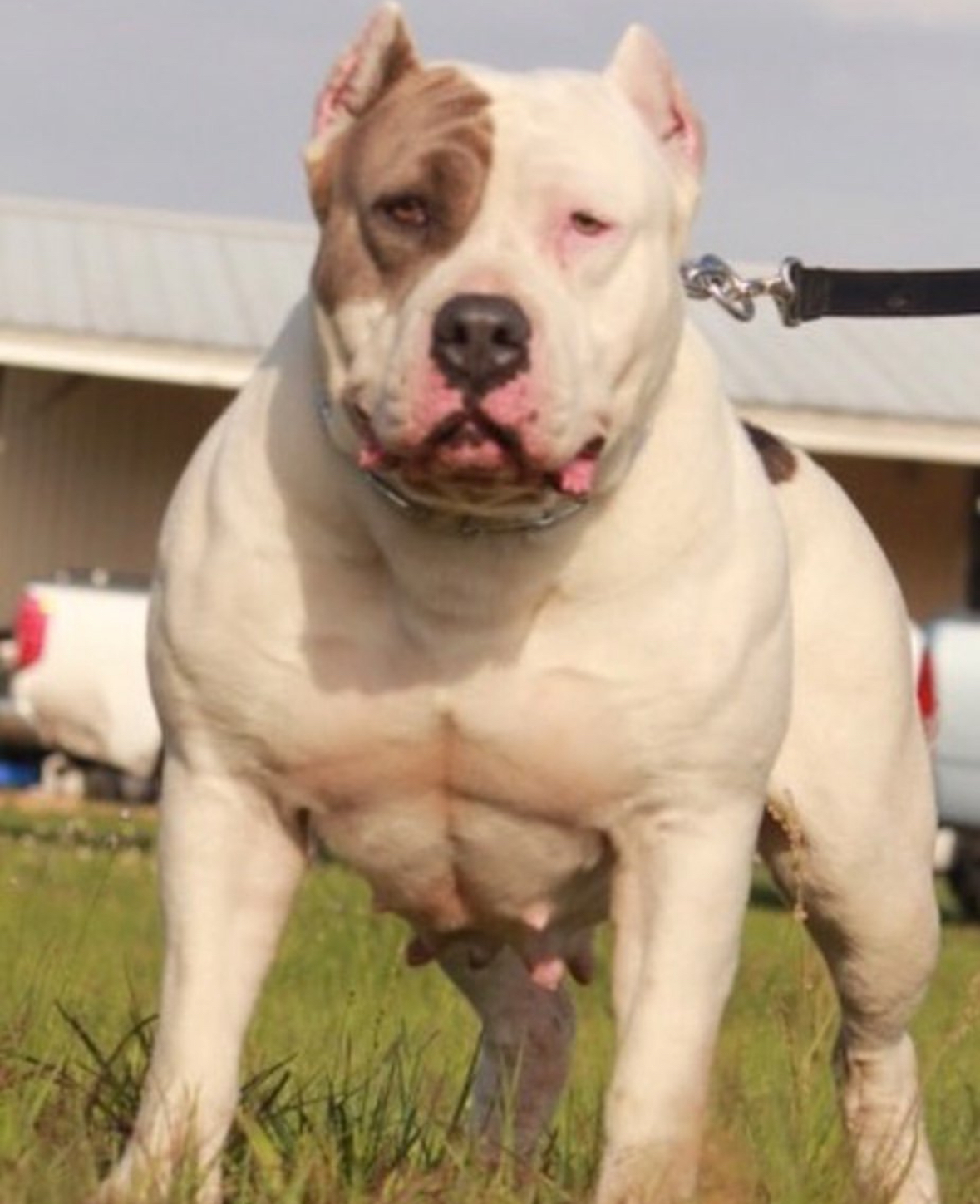 Dog Featured Image