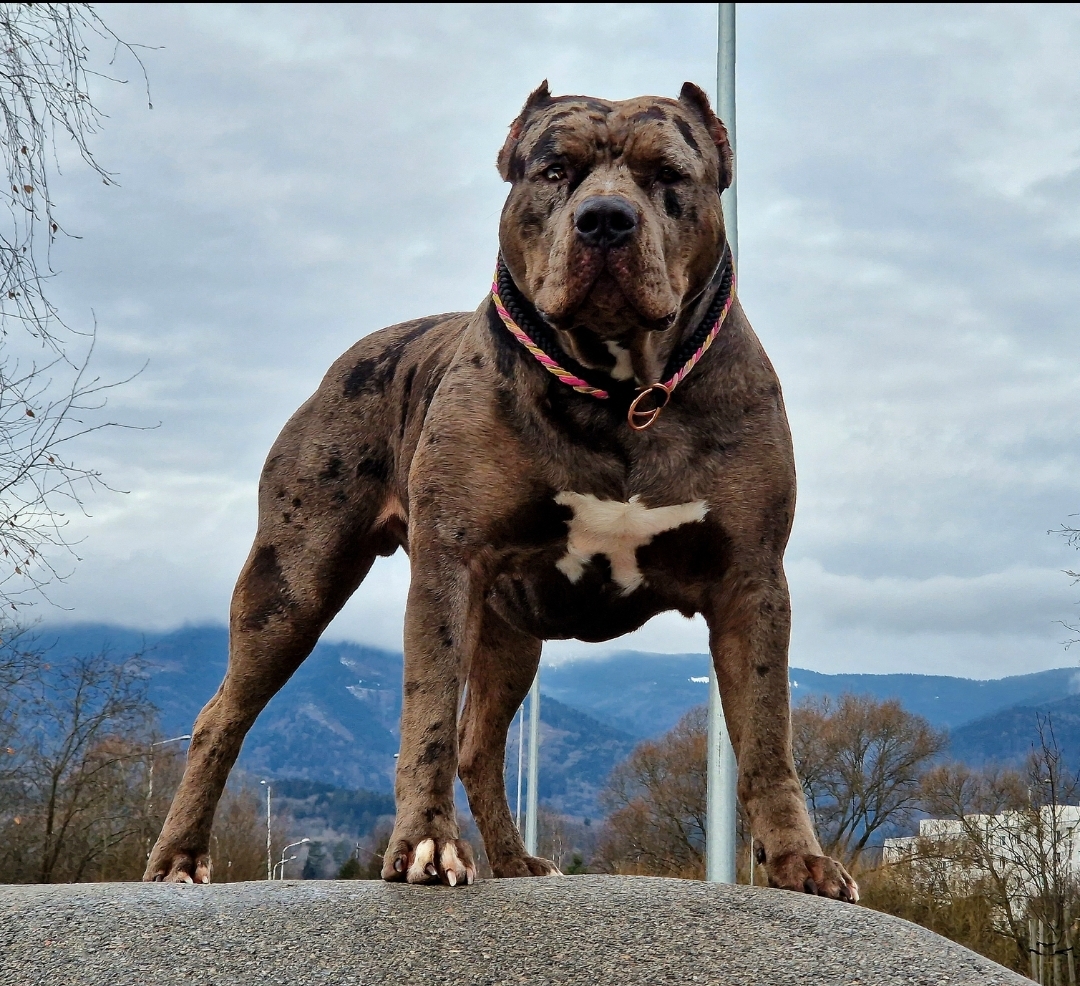 Dog Featured Image