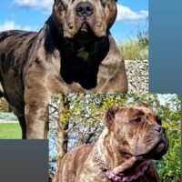 Dog Featured Image