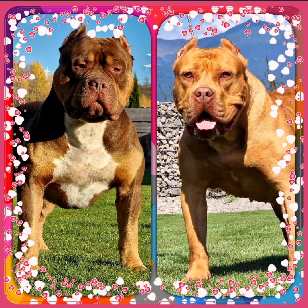 Dog Featured Image