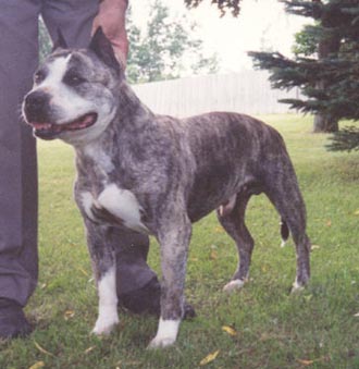 Dog Featured Image