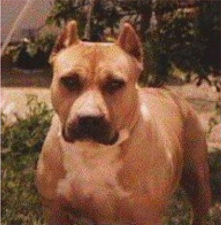 Dog Featured Image