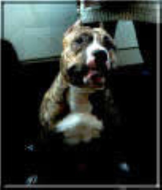 Dog Featured Image