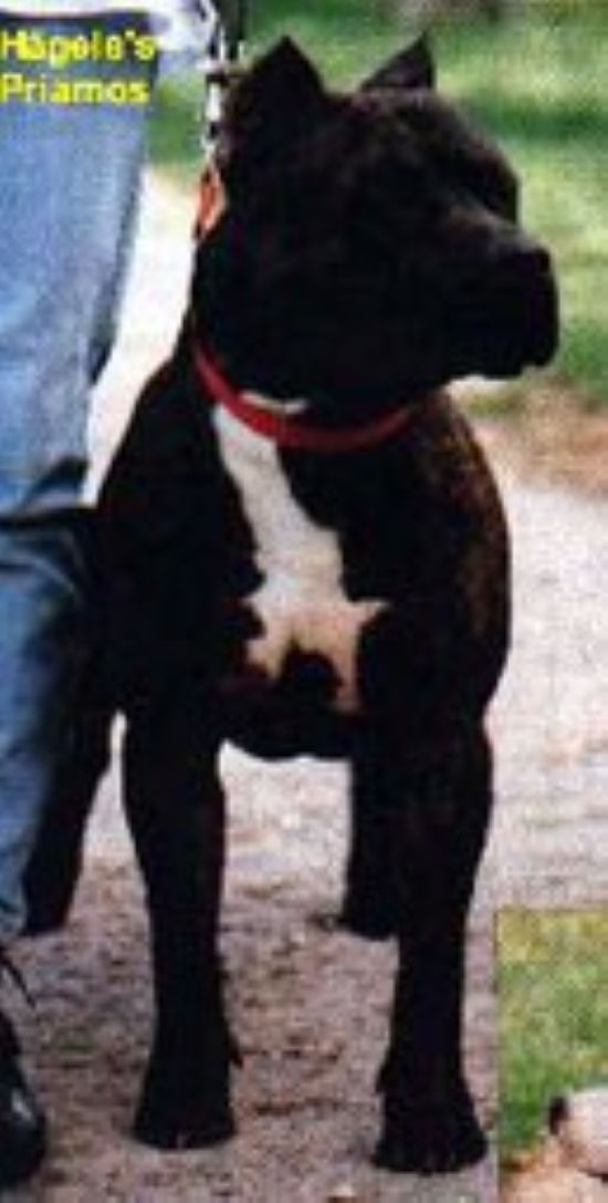 Dog Featured Image