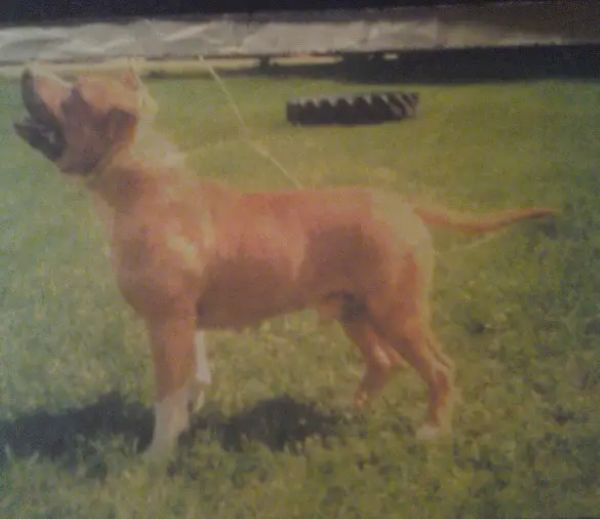 Dog Featured Image