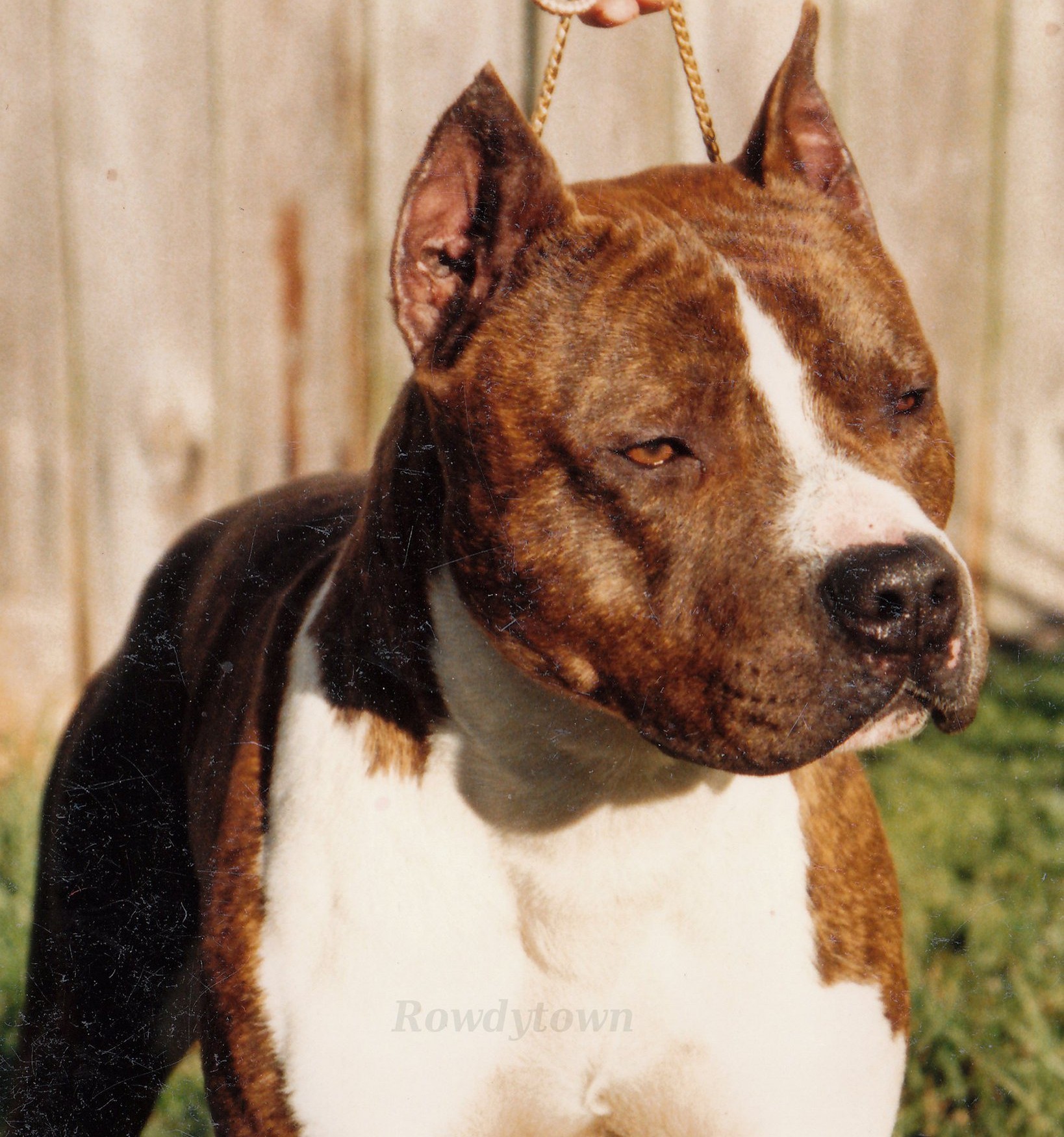 Dog Featured Image
