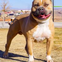 Dog Featured Image