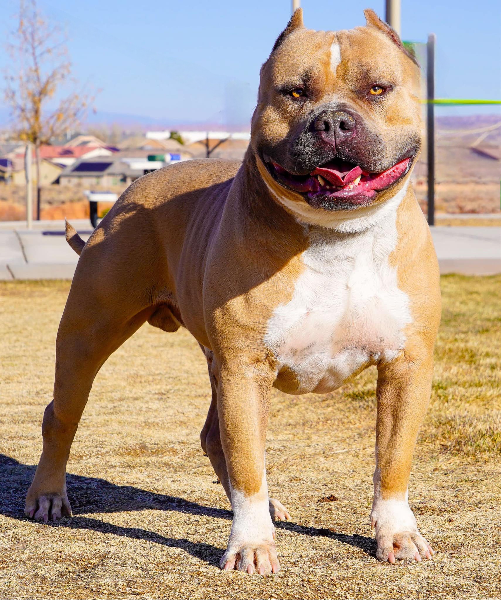 Dog Featured Image