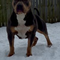 Dog Featured Image