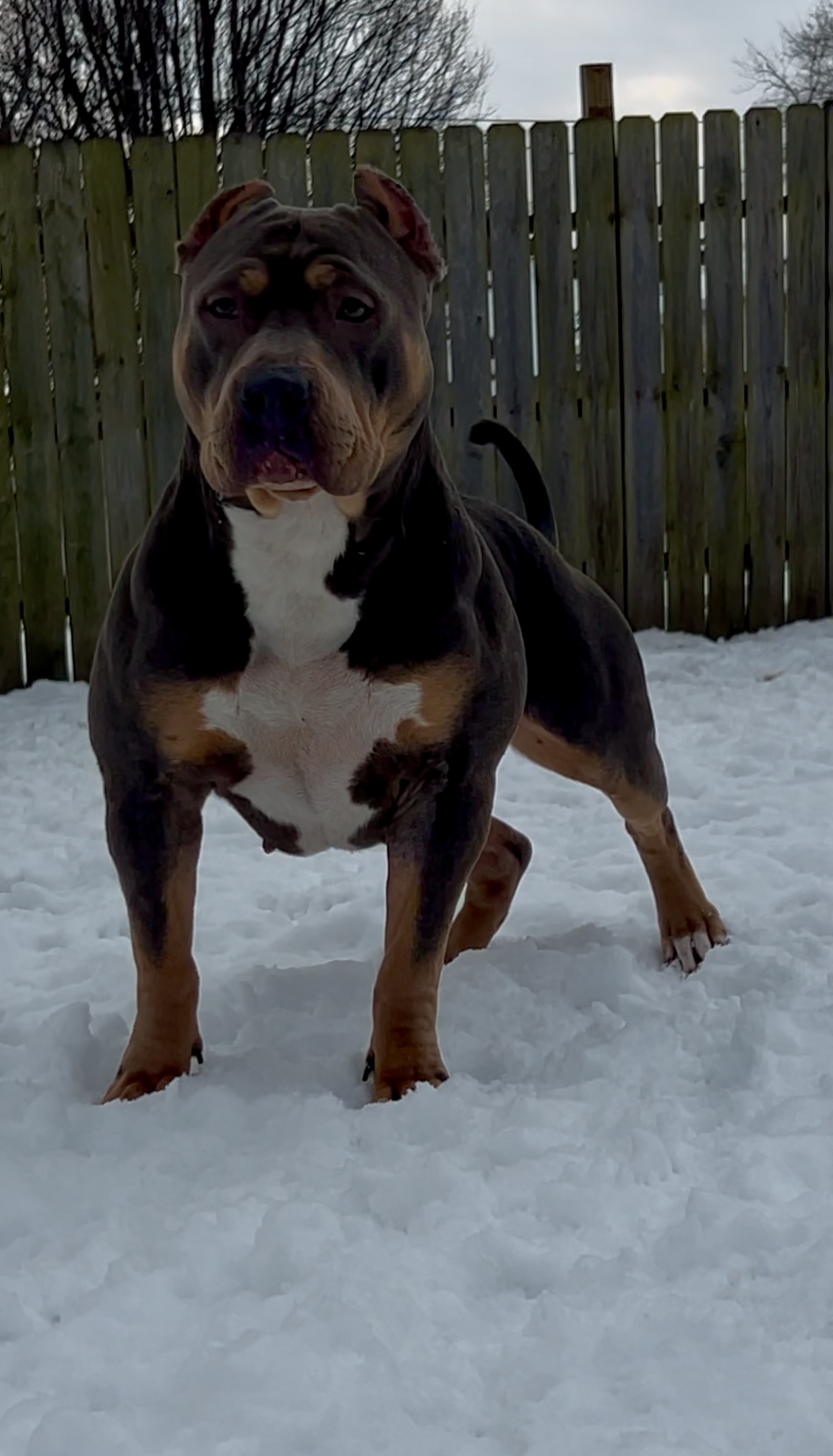 Dog Featured Image