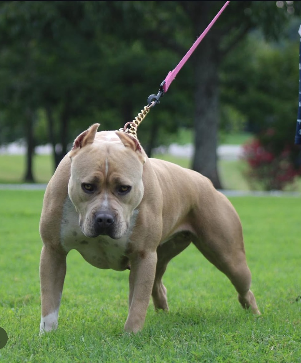 Dog Featured Image